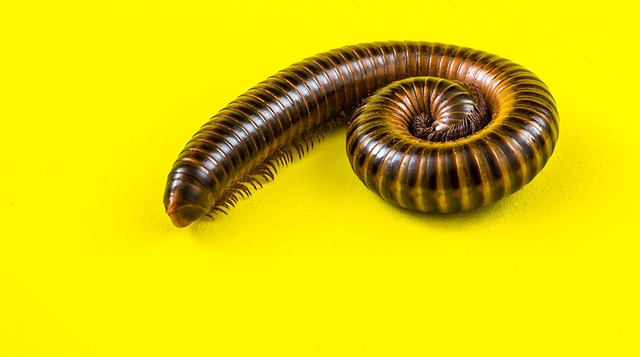 centipede-640x480-55799336.jpeg