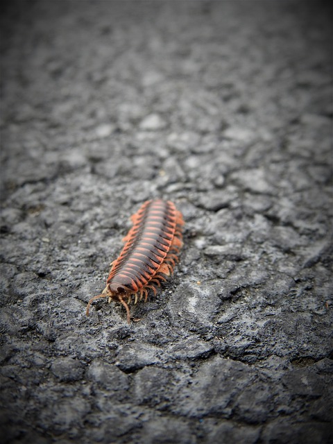 centipede-640x480-81774641.jpeg
