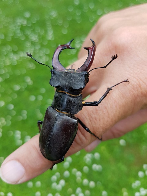 Professional Guide: Commercial Cigarette Beetle Treatment & Prevention