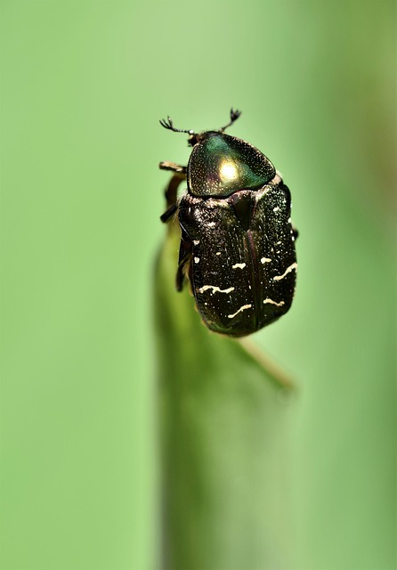 Revolutionizing Cigarette Beetle Control: Advanced Technologies for Treatment