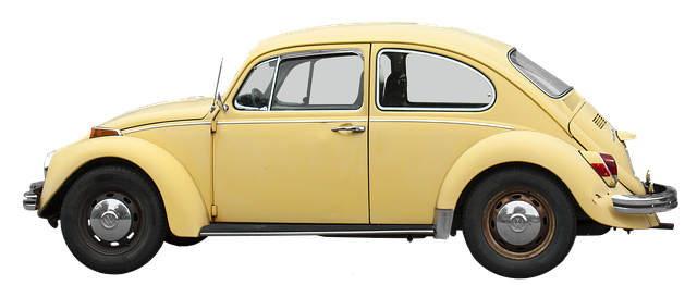 cigarette-beetle-beetle-640x480-47580508.png