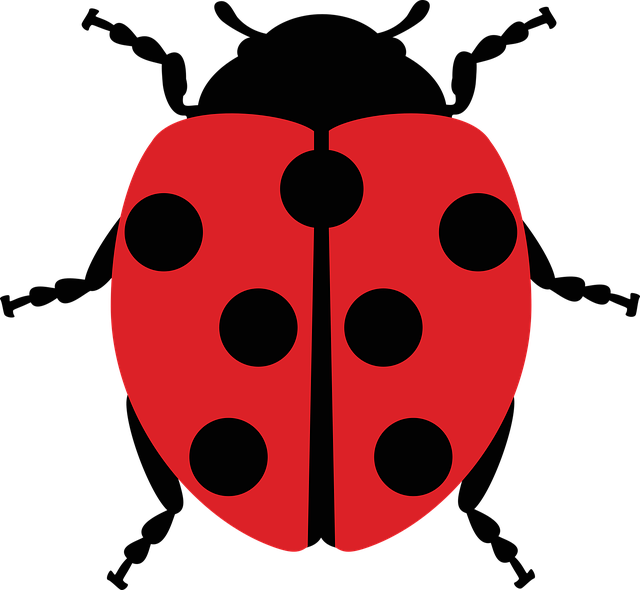 cigarette-beetle-beetle-640x480-56377654.png