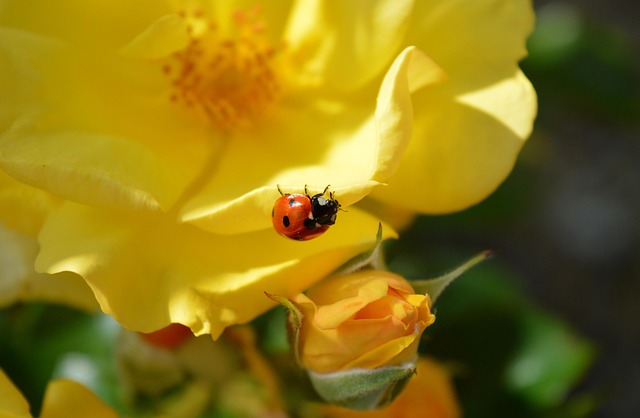 cigarette-beetle-beetle-640x480-67431397.jpeg