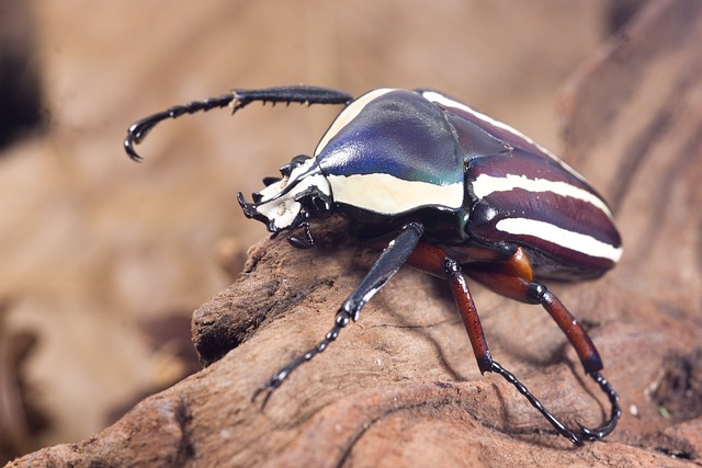 cigarette-beetle-beetle-640x480-73048629.jpeg