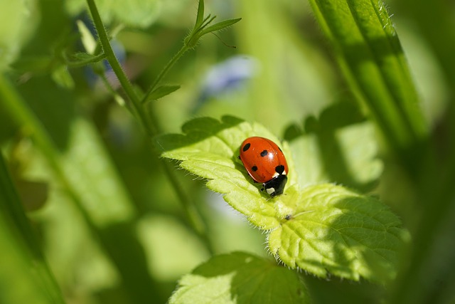 Uncovering Cigarette Beetle Hiding Spots: Effective Commercial Treatment Strategies