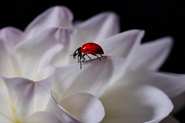 cigarette-beetle-beetle-640x480-91536397.jpeg