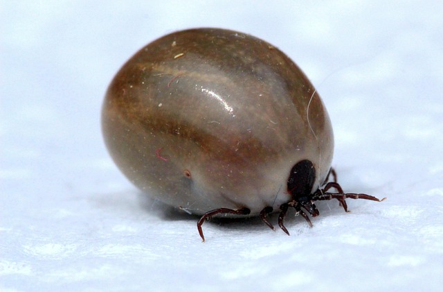 Eco-Friendly Solutions for a Mite-Free Home: Keeping Clover Mites at Bay