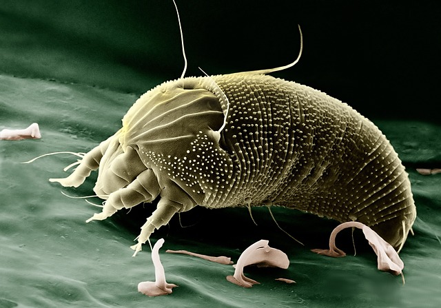 clover-mites-mites-640x480-42081552.jpeg