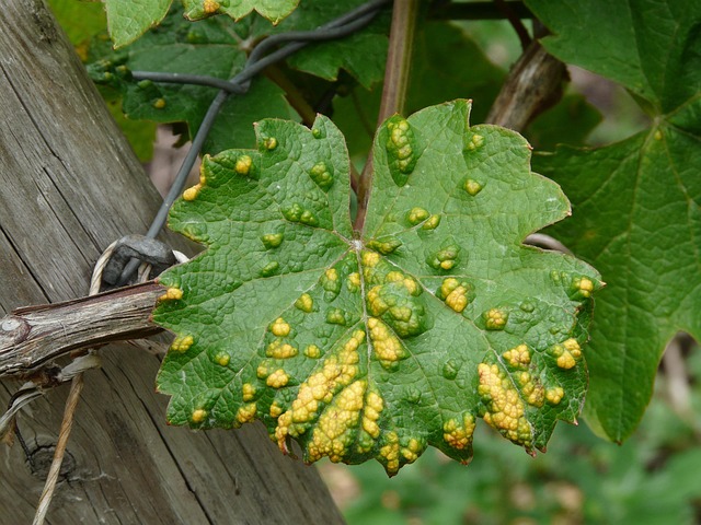 Chemical Treatments for Severe Clover Mite Infestations: Effective Pest Control Strategies
