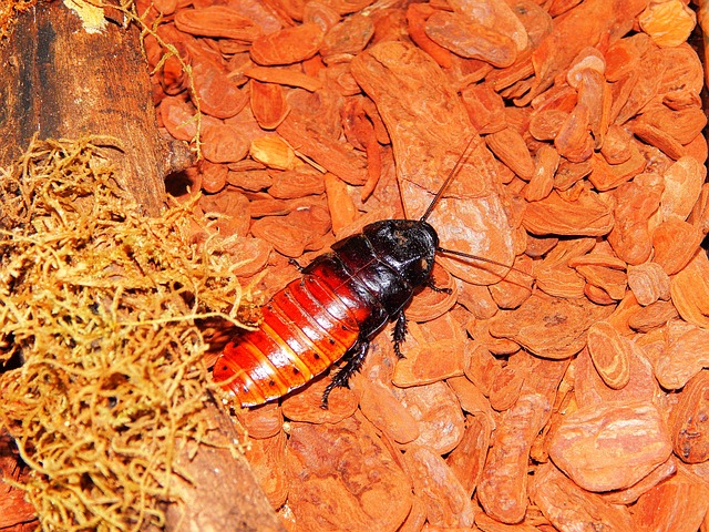 cockroach-640x480-12738099.jpeg