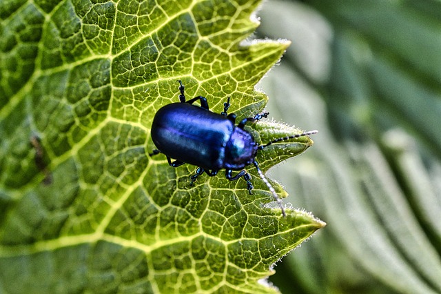 cockroach-640x480-16736172.jpeg