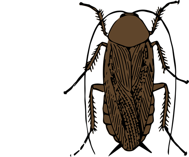 cockroach-640x480-34686550.png