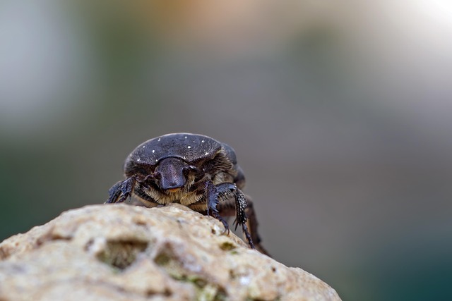 cockroach-640x480-44982821.jpeg