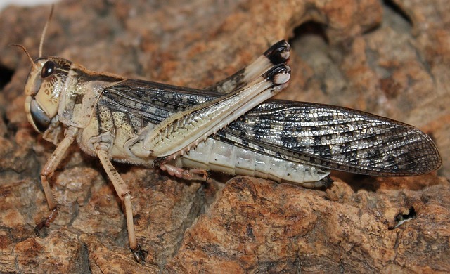 cockroach-640x480-47863084.jpeg