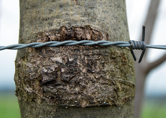 cockroach-640x480-55044689.jpeg