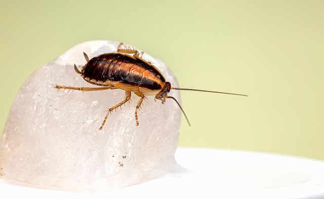 cockroach-640x480-55642842.jpeg