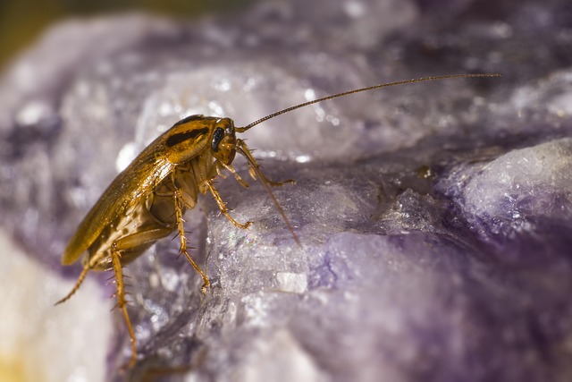 cockroach-640x480-70760792.jpeg