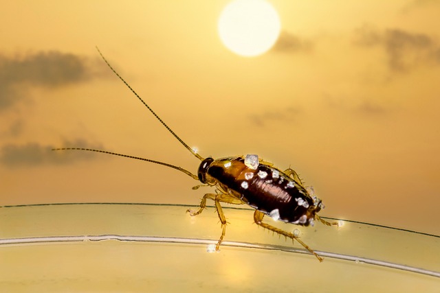 cockroach-640x480-7098932.jpeg