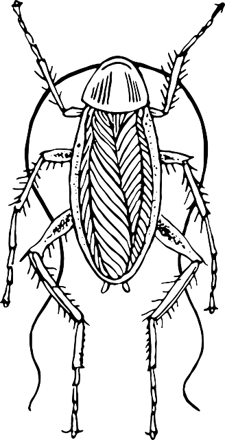 cockroach-640x480-75394305.png
