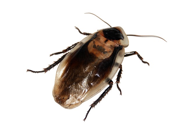 cockroach-640x480-89469775.jpeg