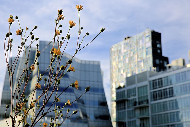 condominium