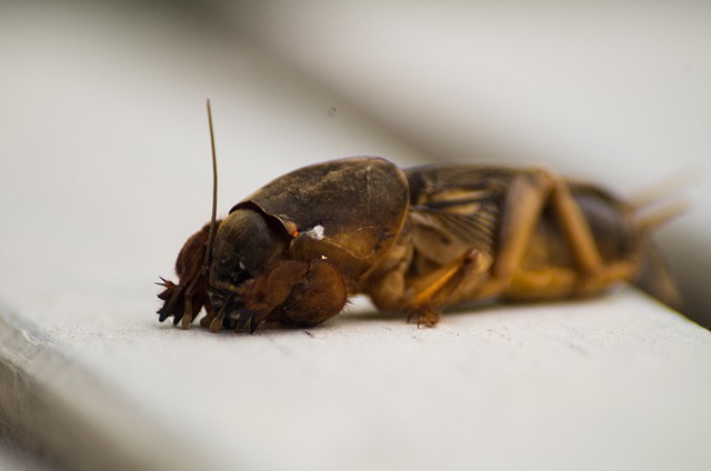 Cricket Pest Control: Maintenance Tips for a Cricket-Free Property
