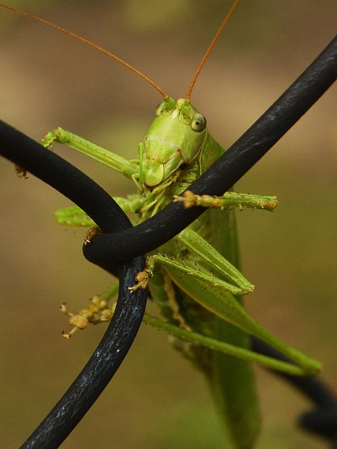 Commercial Cricket Extermination: Long-Term Prevention Strategies for Effective Control