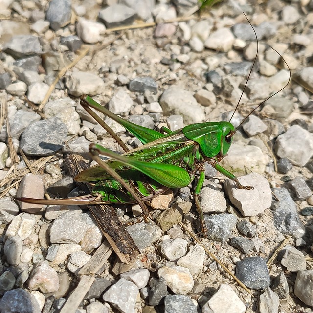 Discreet Cricket Extermination: Minimizing Disruption for Residential Relief