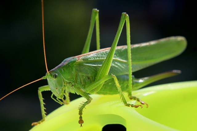 Professional Cricket Extermination: Sealing Entry Points for Effective Control