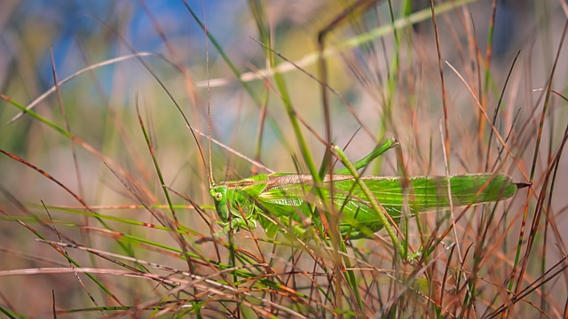Discreet Cricket Extermination: Professional Services for Minimal Disruption