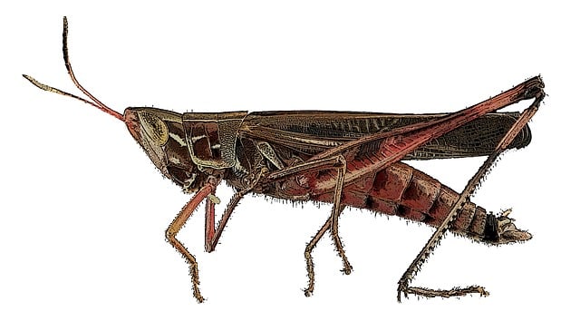 cricket-insect-640x480-48047162.jpeg