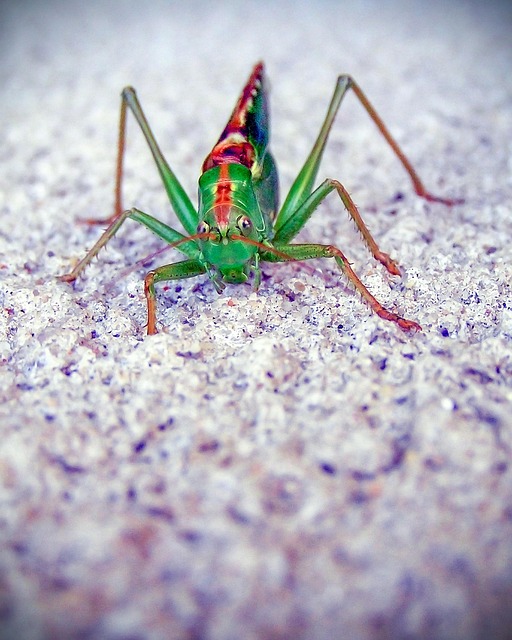 cricket-insect-640x480-52274634.jpeg