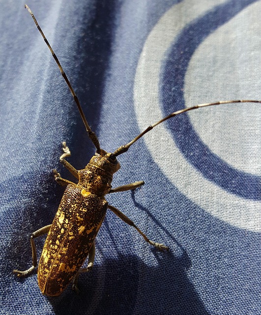 cricket-insect-640x480-61269897.jpeg