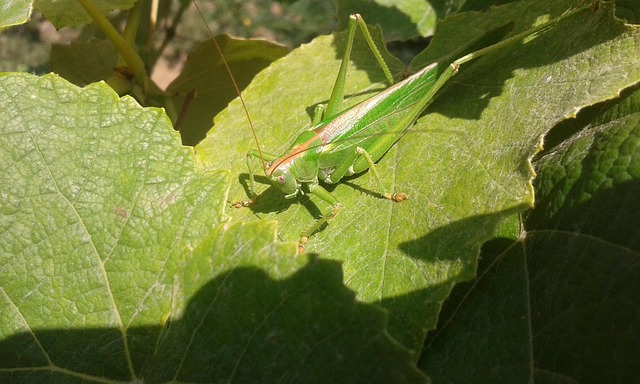cricket-insect-640x480-74550274.jpeg