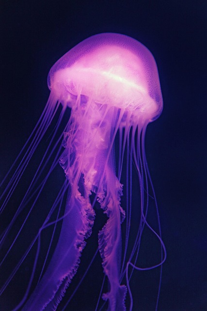 custom-aquariums-640x480-10390810.jpeg