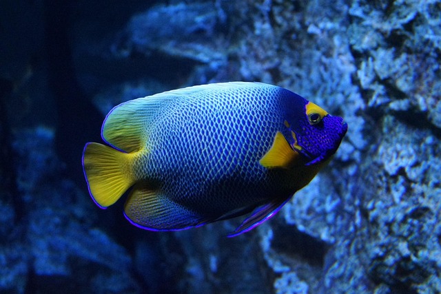 custom-nano-fish-tanks-640x480-18531850.jpeg