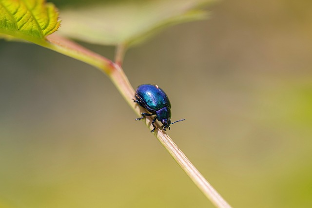 drugstore-beetle-640x480-14529754.jpeg