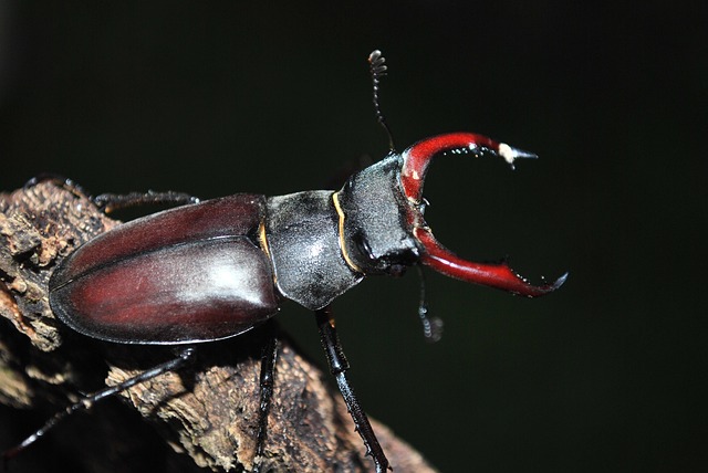 Innovative Drugstore Beetle Treatment: Eradication, Prevention Strategies