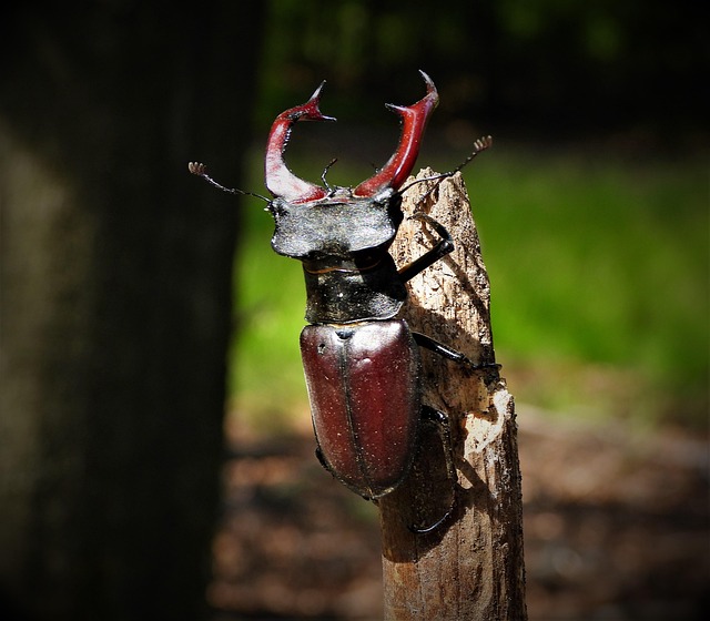 drugstore-beetle-beetle-640x480-39968056.jpeg