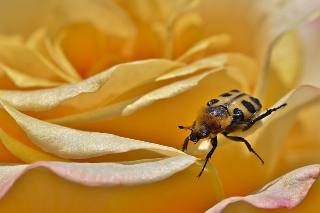 drugstore-beetle-beetle-640x480-61863578.jpeg