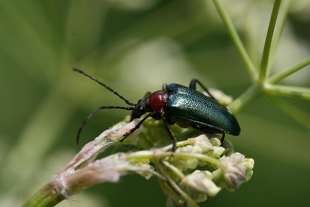 drugstore-beetle-beetle-640x480-98784518.jpeg