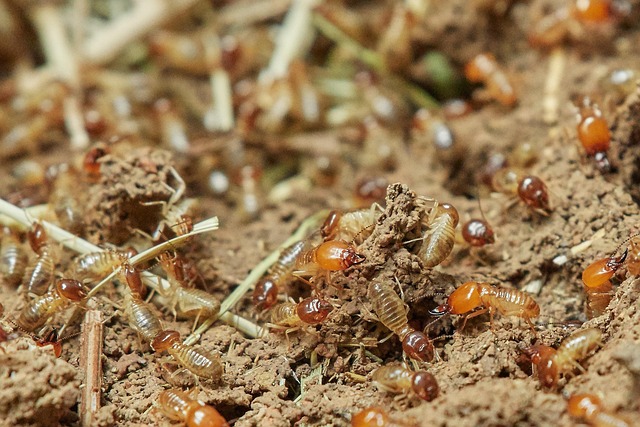 drywood-termite-termite-640x480-36133803.jpeg