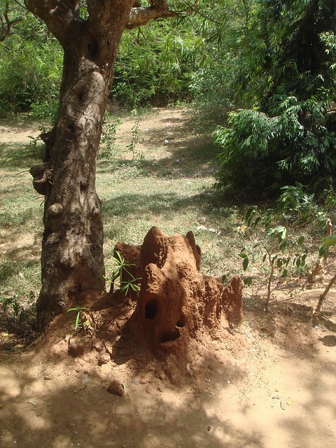 Expert Drywood Termite Extermination: Guaranteed Results for Effective Removal