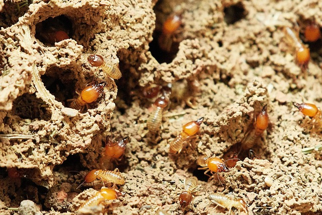 Drywood Termite Prevention: Expert Sealing After Comprehensive Inspection