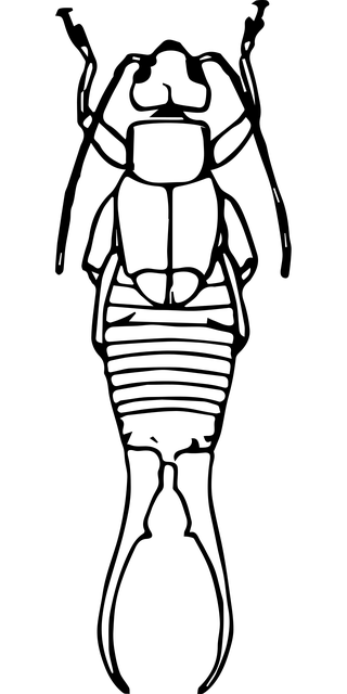 earwigs-640x480-66927245.png