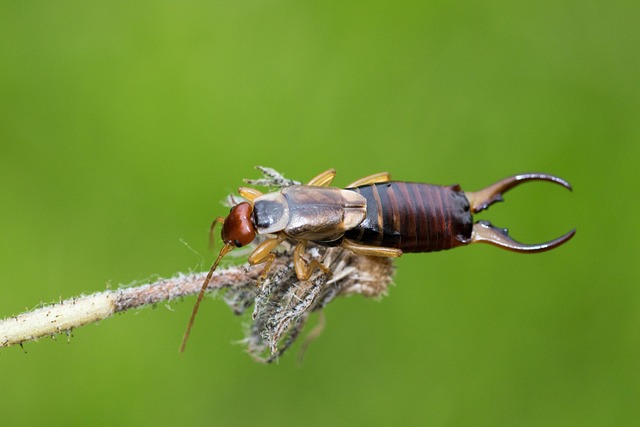 Customized Earwig Control Plans: Landscaping for Reduced Habitats