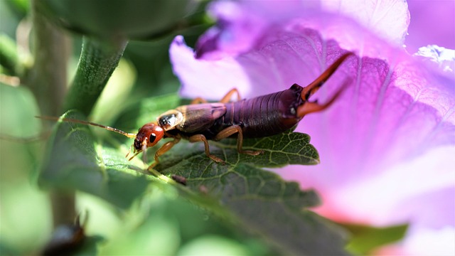earwigs-640x480-97099462.jpeg