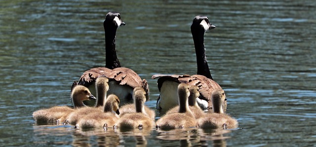 Navigating Legal Frameworks: Mediation Tips for Child Custody Arrangements