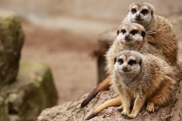 family-640x480-38193938.jpeg