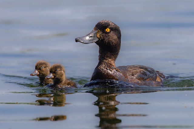 family